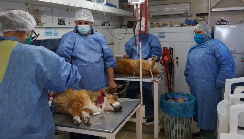 Jornada de castración gratuita en Necochea: requisitos, lugar y beneficios para tu mascota