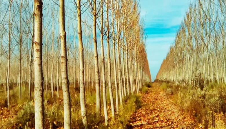 Árboles para la ganadería: San Cayetano entrega álamos y sauces a productores rurales