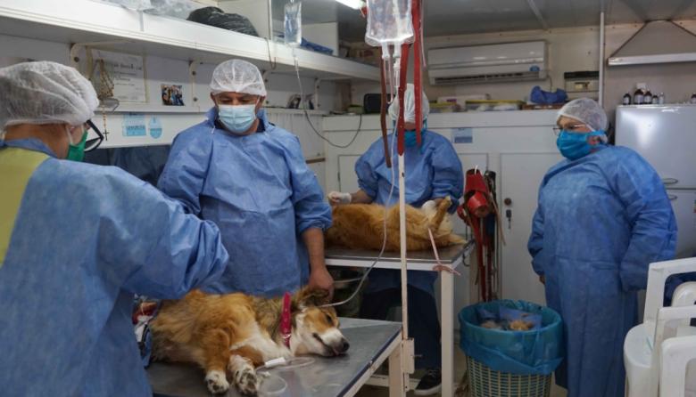 Castraciones gratuitas en Quequén: el Quirófano Móvil llega con turnos por WhatsApp