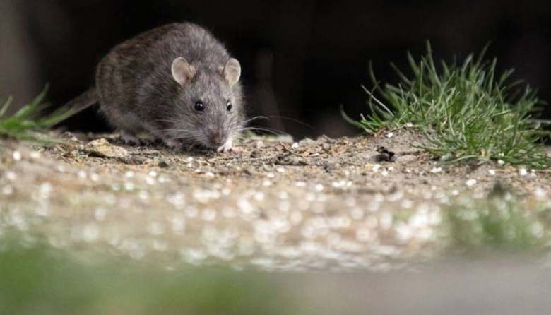 Detectaron un caso de hantavirus en Olavarría: un adolescente permanece internado