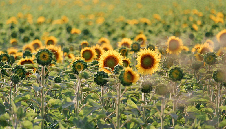 Viernes con viento fuerte en Necochea: cómo estará el clima hoy 13 de febrero