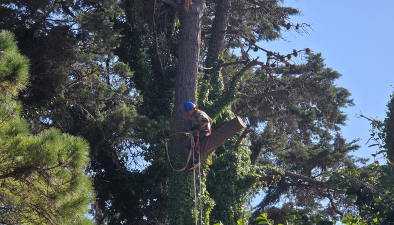San Cayetano: brindarán una charla sobre poda y arbolado urbano abierta a la comunidad