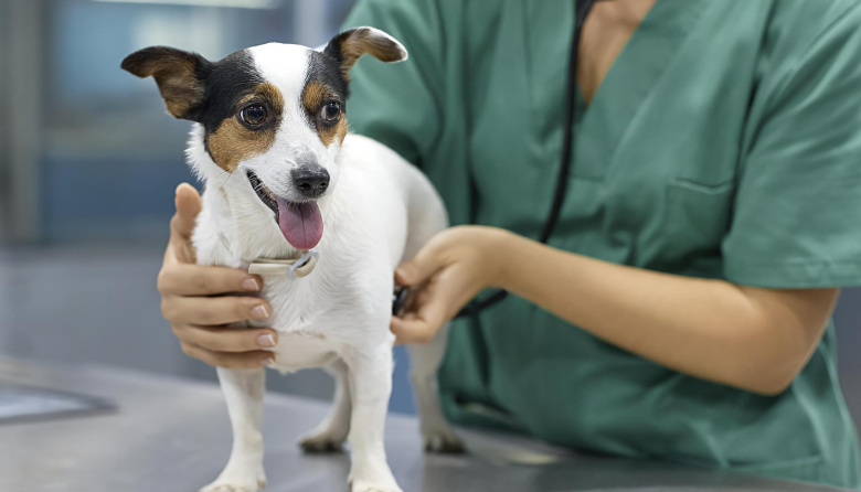 Desde el 4 de mayo, castraciones gratuitas en Quequén: dónde estará el Quirófano Móvil