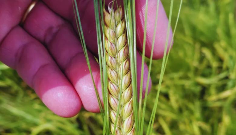 El INTA presentó “Beatriz”, una nueva cebada cervecera con más rendimiento y mejor tolerancia al frío