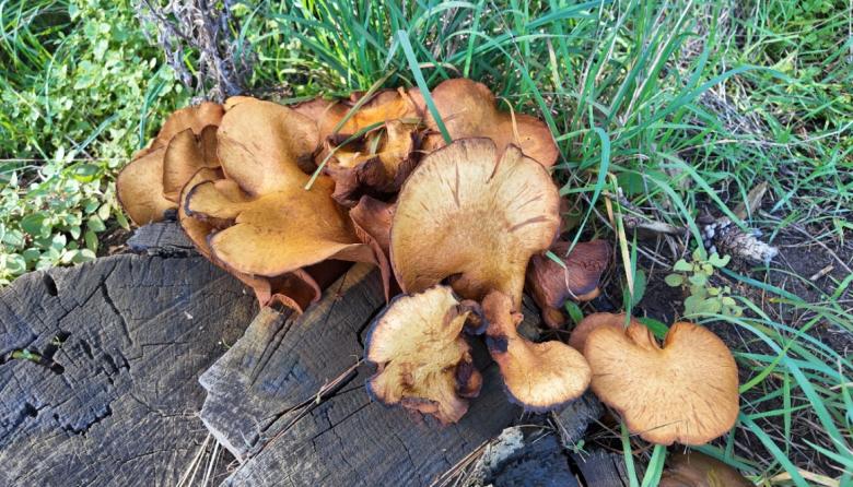 Invitan a descubrir el mundo de los hongos con una jornada gratuita en el Parque Lillo