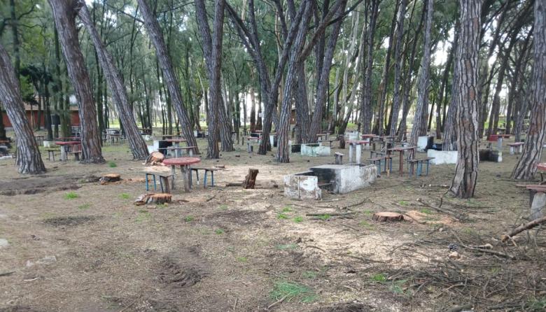 El martes estuvieron en el HCD por el arbolado urbano y hoy talan árboles vivos en el Parque Miguel Lillo: ningún funcionario se hace cargo