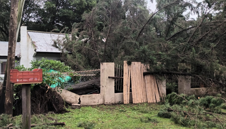 Olas gigantes, derrumbes y árboles caídos: así golpeó la sudestada a Necochea