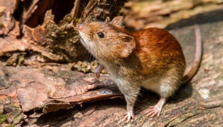 Bromatología difundió recomendaciones clave para prevenir el hantavirus