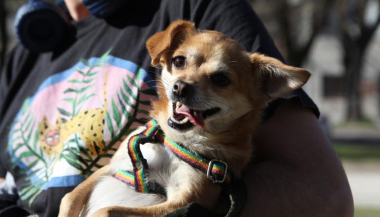 Este sábado habrá una jornada gratuita de castración de mascotas en el CAPS Estación Quequén