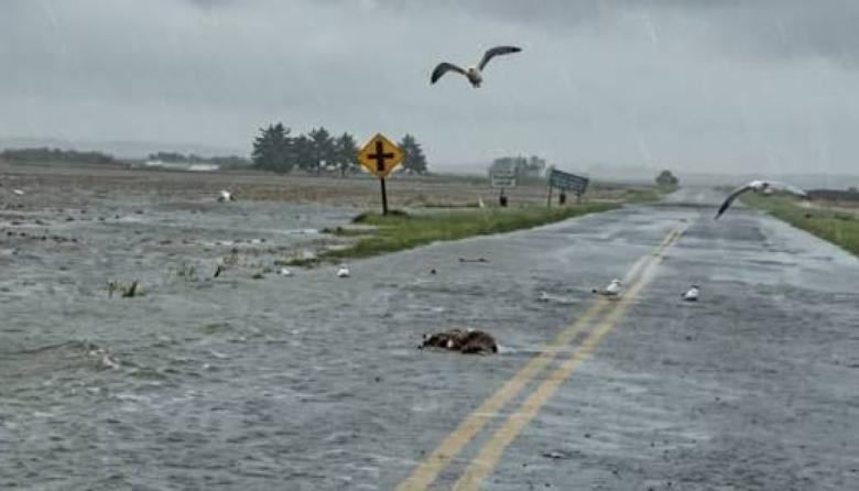 Ruta 228 cortada entre Necochea y Energía: el agua sigue avanzando sobre la calzada