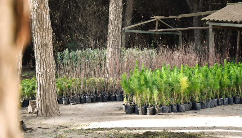 Planta un árbol y suma a que Necochea sea más verde: nueva entrega gratuita del Vivero Municipa
