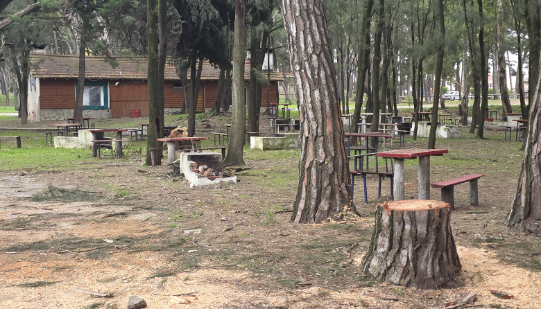 Pinolandia en debate: concesiones, árboles talados y preguntas abiertas sobre el futuro del Parque Miguel Lillo