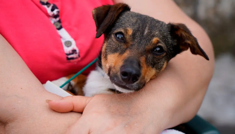 Vuelve la castración gratuita de perros y gatos en Quequén: cuándo será y cómo acceder