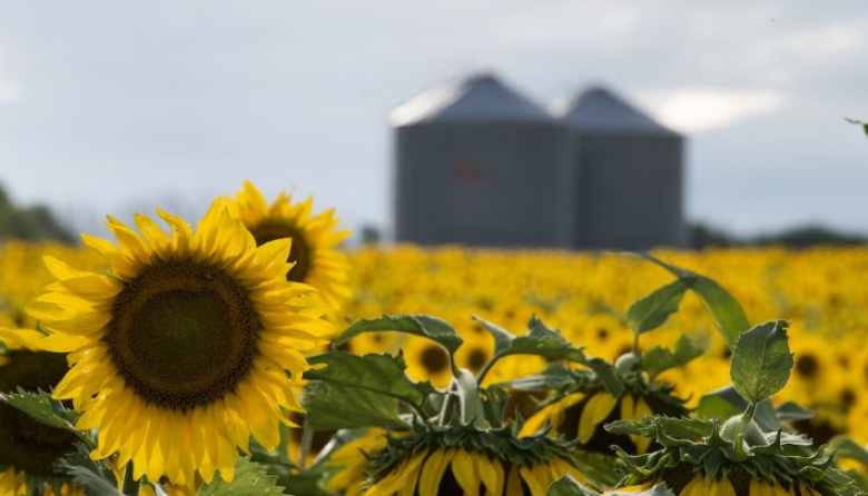 Invertirán US$ 400 millones para construir en Bahía Blanca la mayor planta de molienda de girasol del mundo