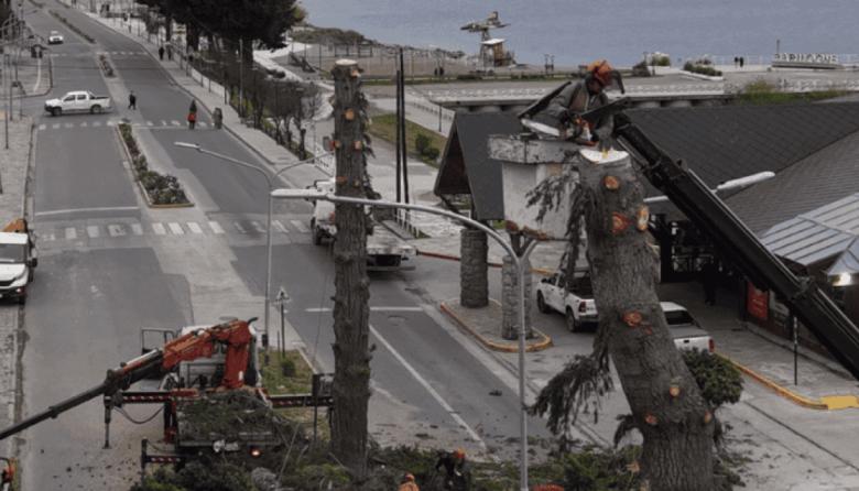 Mientras Necochea debate la tala en el Parque Lillo, una polémica similar estalla en Bariloche