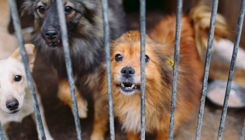 Necochea ya tiene una nueva ordenanza contra el maltrato animal: qué cambia desde ahora