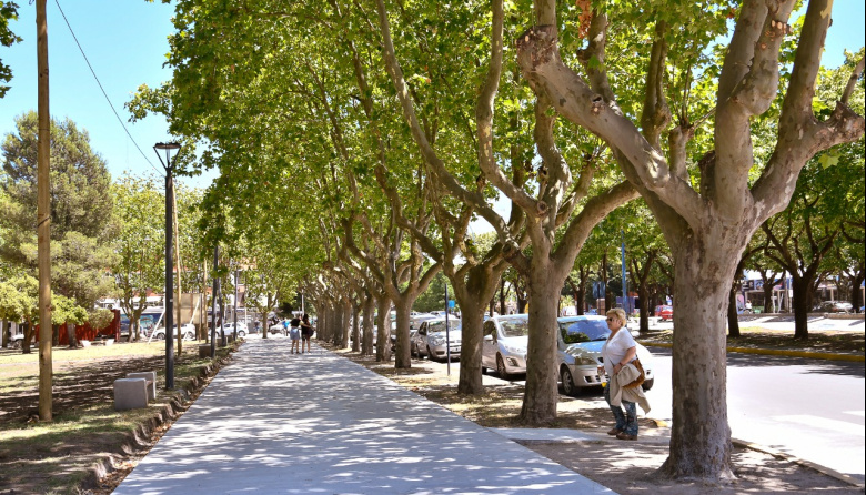 Arbolado urbano en Necochea: por qué es vital y cómo cuidar el árbol de cada vereda