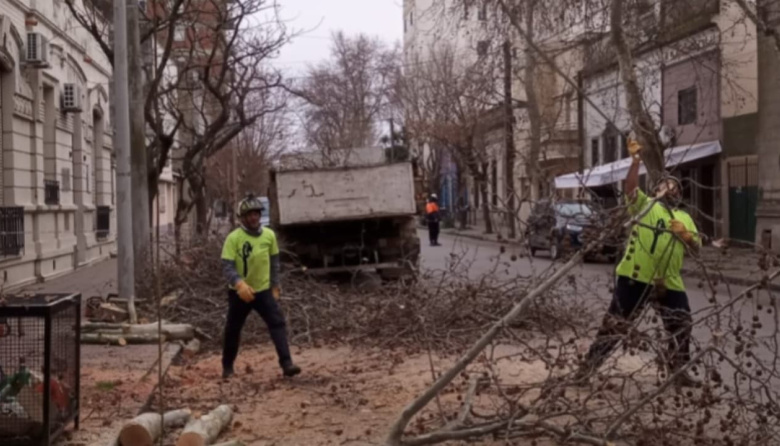 Denuncian presuntas irregularidades en la tala frente al Colegio de Abogados y piden investigar a funcionarios