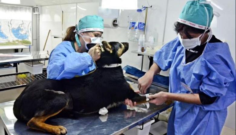 Castraciones gratuitas en Quequén: cómo pedir turno y preparar a tu mascota