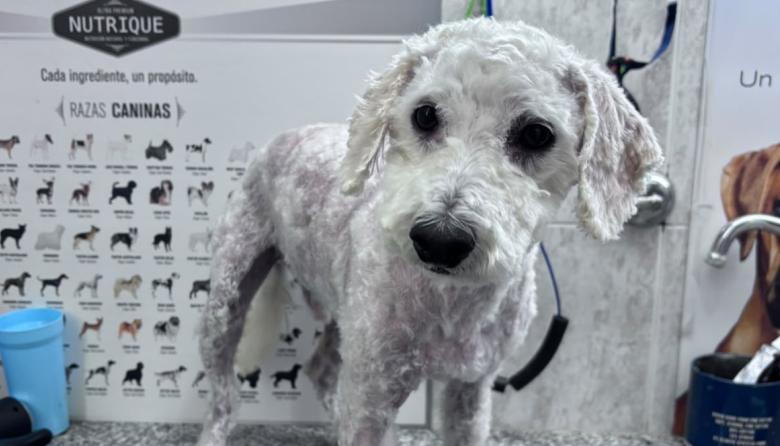 Buscan a Rulo, un caniche perdido en Necochea: está asustado y piden no correrlo