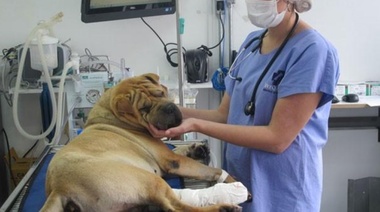 Veterinarias cerradas para visibilizar actos de violencia contra profesionales