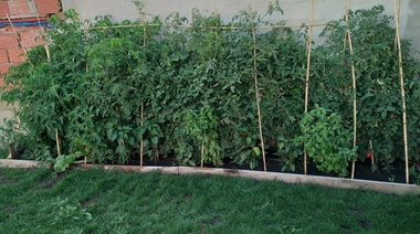 Ciudad Frutal no descansa: se lanzó el 5° Concurso de huertas de patio