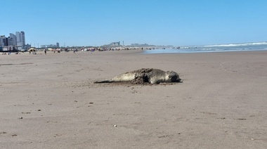 Elefante marino cachorro en el balneario: ¿qué hacer?