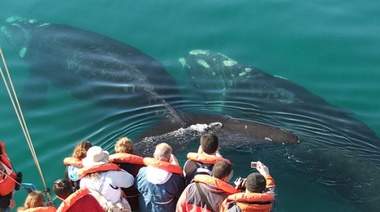 Investigador de Necochea fundamentó las "consecuencias irreversibles" de la exploración sísmica para las ballenas