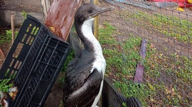 Un ave denominada Cormorán Real fue hallada en el centro y refugiada en el Lago de los Cisnes