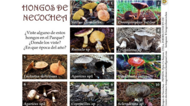 Mundo fungi en Necochea: "A los hongos hay que perderles el miedo, pero no el cuidado"