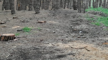 Sigue la tala de árboles en el Parque: ¿Cuáles son las pautas para el manejo y protección del Miguel Lillo?