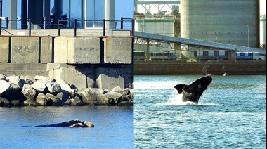 El Puerto destacó la presencia de ballenas en la zona como "indicadores de calidad ambiental"