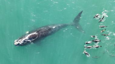 Ballena Franca Austral: Por qué se celebra su día cada 25 de septiembre