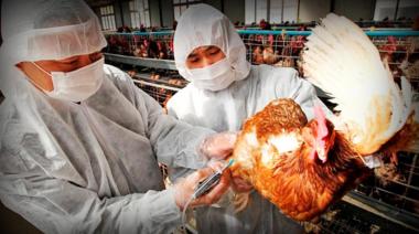 San Cayetano detecto su primer caso de gripe aviar