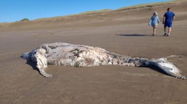 Fue enterrada la ballena que apareció en la zona del "viejo molino"