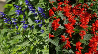 Lanzan catálogo bonaerense de plantas nativas: enterate cuáles son y dónde están