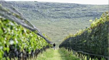 Inédito: un Pinot Noir hecho en Balcarce se consagró entre los mejores del mundo