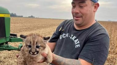 Cachorro de puma aparece en medio de la cosecha de soja en Rawson, Buenos Aires