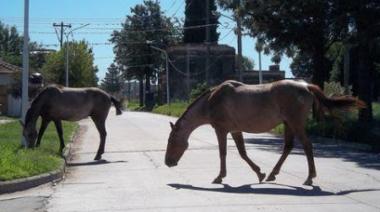 Secuestraron diez caballos deambulando