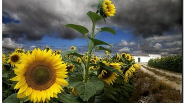 NK Semillas presentó su innovador híbrido NK 3969 CL en el workshop de la campaña de girasol 2023/24