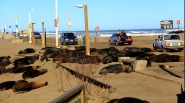 Preocupación por sucesivas muertes de Lobos Marinos en nuestras costas: Investigan si es gripe aviar