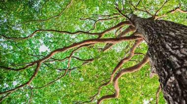 El Municipio de San Cayetano conmemora el Día Mundial del Árbol con compromiso ambiental