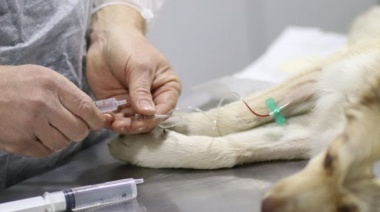Jornada de castración masiva de perros y gatos en la sede del Club 9 de Julio