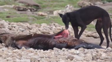 Video: Piden a las autoridades ocuparse de los lobos muertos por gripe aviar