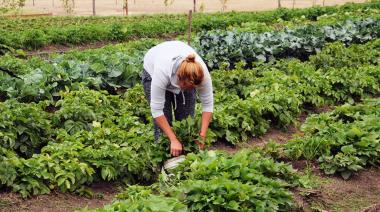 ¡Únete al Cultivo Sostenible!: Convocatoria para Profesionales en Manejo de Huertas en Necochea