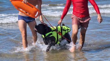 Truman, el asombroso perro guardavidas que conquistó las costas de Necochea