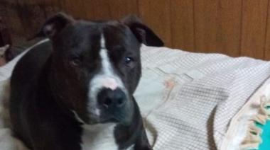 Denuncian que un pitbull mató a un caniche, hirió a su dueña y su responsable no se hizo cargo