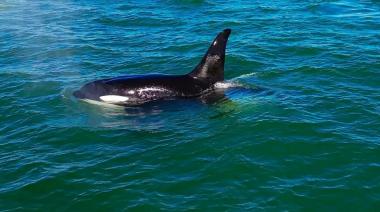 El video de la visita de tres orcas entre Necochea y Quequén