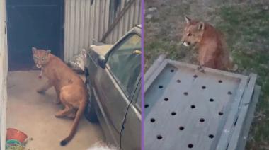 “Gatito Mimoso” regresa a su hábitat tandilense : Liberaron al puma hallado en Necochea