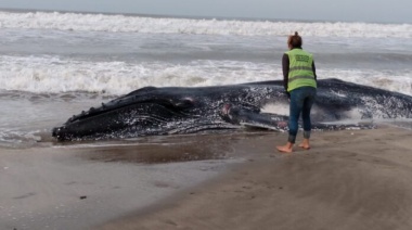 Apareció una ballena muerta en la costa atlántica